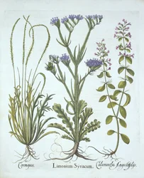Strandflieder, Schweinekresse, Bergminze, aus Hortus Eystettensis, von Basil Besler (1561-1629), veröffentlicht 1613